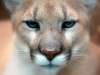 cougar_closeup