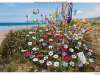 21_Festival_Vauville